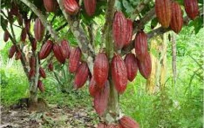 Buscan promocionar el crecimiento económico asociado a la producción de Cacao.