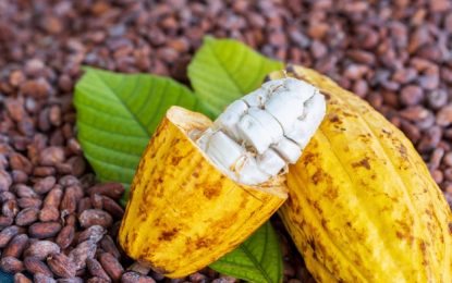 Agencia solicita construcción de una planta para procesar cacao