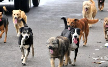 En El Seibo vacunarán más de 20 mil perros contra la rabia